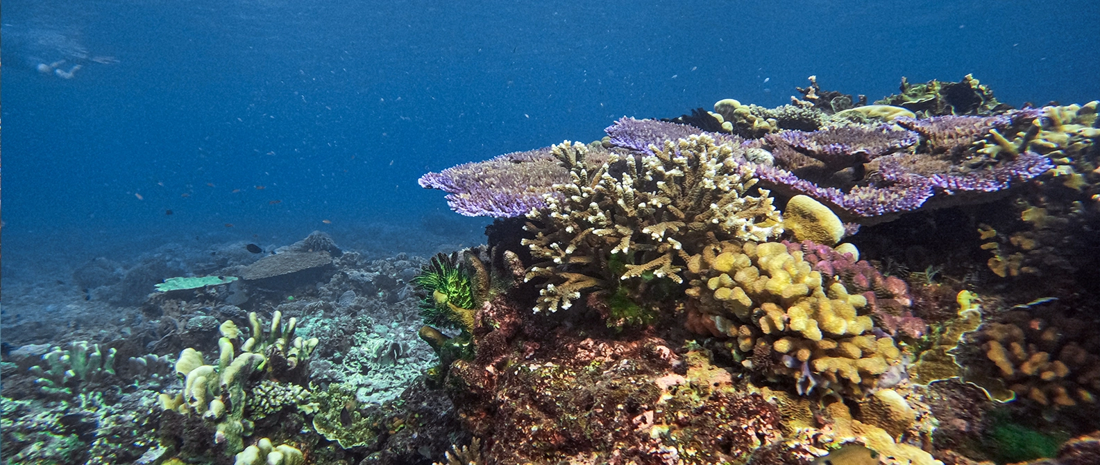 Colorful coral reef in shallow waters at Kanawa Island